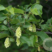 Ostrya japonica 14-16 HO draadkluit