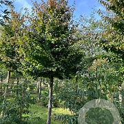 Parrotia persica 'Vanessa' 30-35 HO draadkluit