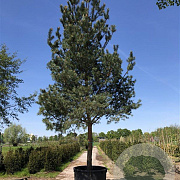 Pinus sylvestris 50-60 HO draadkluit