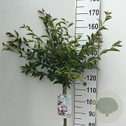 Prunus 'The Bride' 120 cm stam 7,5L