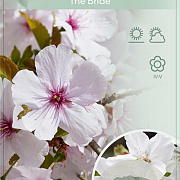 Prunus 'The Bride' 90 cm stam 7,5L