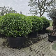 Prunus l. 'Angustifolia' 200 cm cont. 500L bol