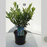 Prunus l. 'Otto Luyken' 40 cm 5,0L