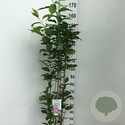 Prunus ser. 'Amanogawa' 125-150 cm 7,5L Gestokt