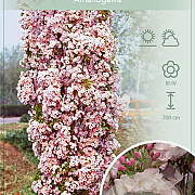 Prunus ser. 'Amanogawa' 150-175 cm 7,5L 3-4 tak