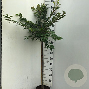 Prunus subh. 'Autumnalis Rosea' 90 cm stam 7,5L