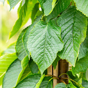 Prunus ser. 'Fugenzo' 35-40 HO draadkluit