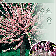 Prunus triloba 90 cm stam 7,5L