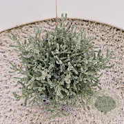 Santolina chamaecyparissus 10-15 cm 2,5L