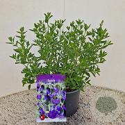 Salvia micr. 'Blue Monrovia' 25-30 cm 2,5L