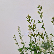 Salvia micr. 'Gletsjer' 25-30 cm 2,5L