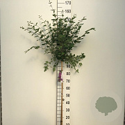Syringa Dark Purple 90 cm stam 7,5L