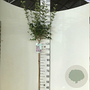 Syringa meyeri 'Palibin' 120 cm stam 7,5L