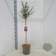 Syringa meyeri 'Palibin' 60 cm stam 5,0L
