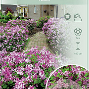 Syringa meyeri 'Palibin' 60 cm stam 5,0L
