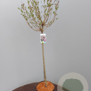 Syringa meyeri 'Palibin' 80 cm stam 5,0L
