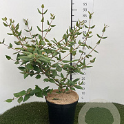 Viburnum burkwoodii 60-80 cm 7,5L