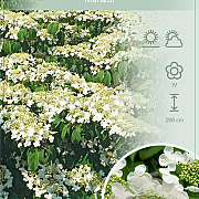 Viburnum plic. 'Mariesii' 50-60 cm 7,5L
