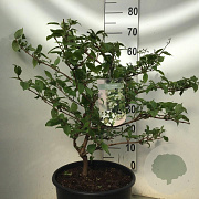 Viburnum plic. 'Mariesii' 60-80 cm 12L