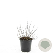 Spiraea decumbens GM C1.3