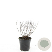 Spiraea jap. 'Goldflame' GM C1.3