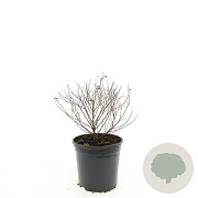 Spiraea jap. 'Little Princess' GM C1.3