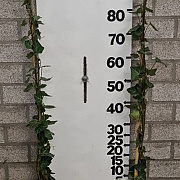 Hedera hel. 'Woerner' 100-125 cm 5,0L