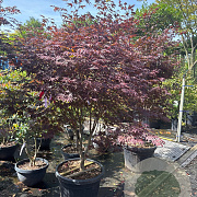 Acer pal. 'Red Flash' 150-175 cm cont. 55L