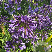 Agapanthus Poppin Purple GM cont. 90L