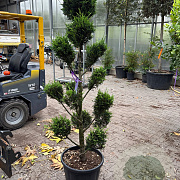 Cupressocyparis leylandii 160-180 cm