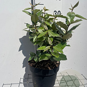 Elaeagnus ebb. 'Compacta' 3,0L