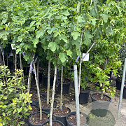 Ficus carica halfstam 25L