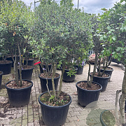Quercus ilex 125-150 cm container meerstammig