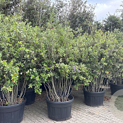 Quercus ilex 200-250 cm cont. 230L meerstammig