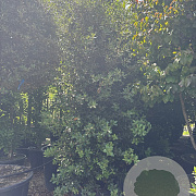Quercus ilex 300-350 cm cont. 150L meerstammig