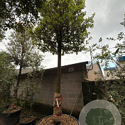 Quercus ilex 35-40 HO container