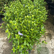 Viburnum tinus 30-40 cm 9L