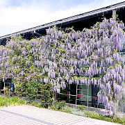Wisteria flor. 'Lawrence' 450-500 cm cont. 90L
