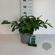 Prunus l. 'Mount Vernon' 30-40 cm 5,0L