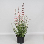 Agastache 'Fleur' GM P9