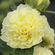 Alcea r. 'Charters Gelb' GM P9