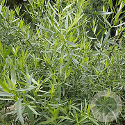 Artemisia dracunculus 'Sativa' GM P9