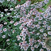 Aster (U) 'Pink Buttons' GM P9