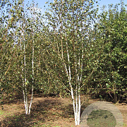 Betula utilis 'Doorenbos' 550-600 cm draadkluit meerstammig 400-500 diameter