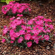 Dianthus Vivid Bright Light GM P9
