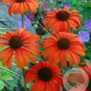 Echinacea 'Tangerine Dream' GM P9