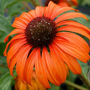 Echinacea 'Tangerine Dream' GM P9