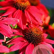 Echinacea t. 'Glowing Dream' GM P9