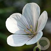 Geranium pr. 'Black 'n White Army' GM P9