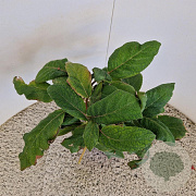 Hydrangea asp. 'Macrophylla' 30-40 cm 2,5L